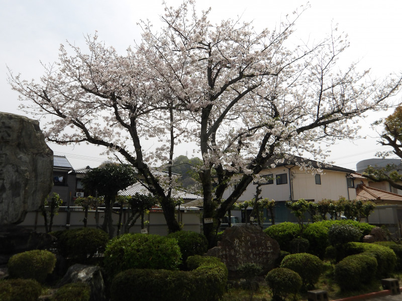IMGP0536