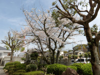 IMGP0541
